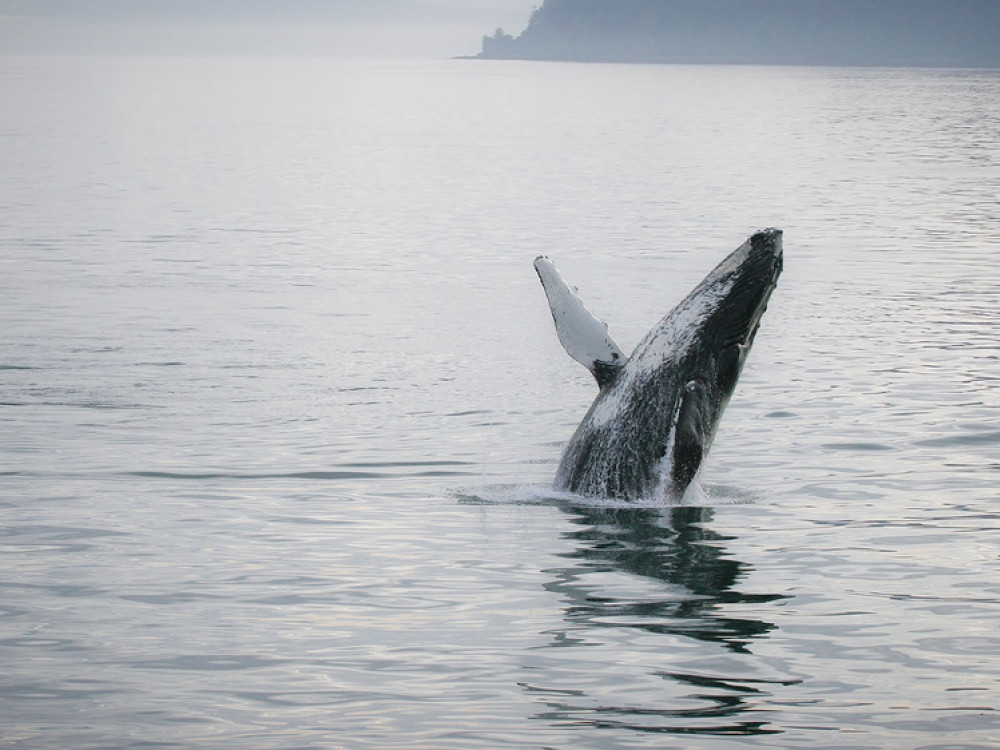 Photographier des baleines