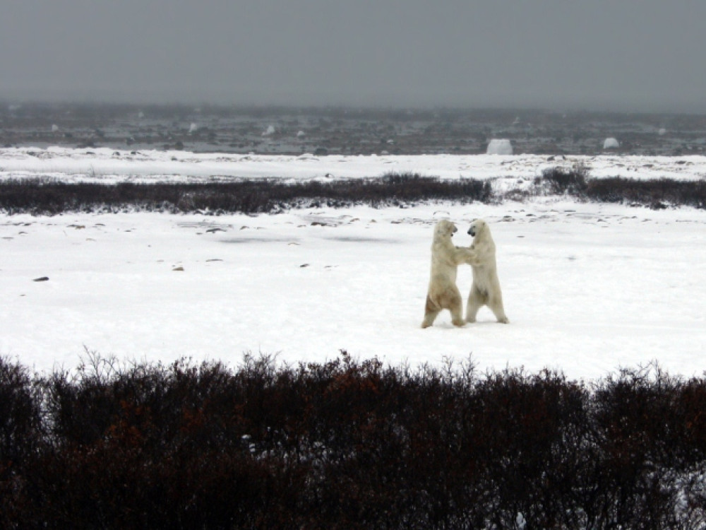 Ours polaires au Canada