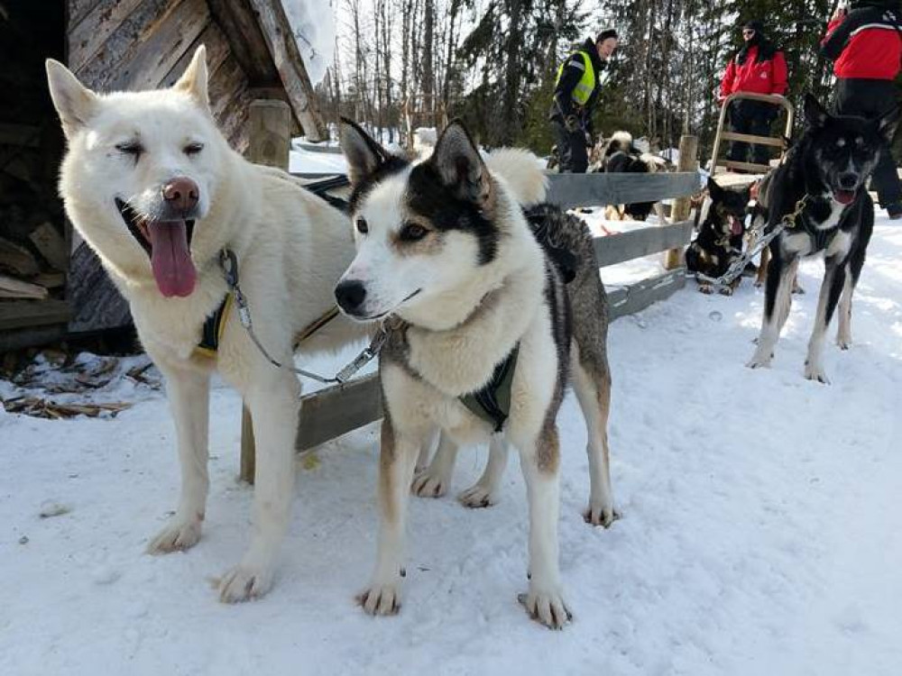 Randonnée en traîneau à chiens en Laponie