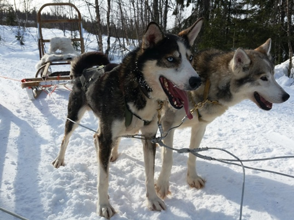 Randonnée en traîneau à chiens en Finlande