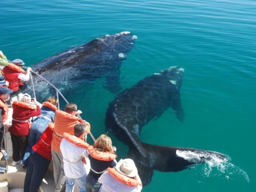 A la rencontre des baleines