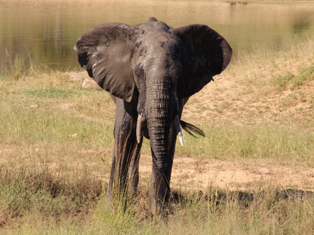Afrique