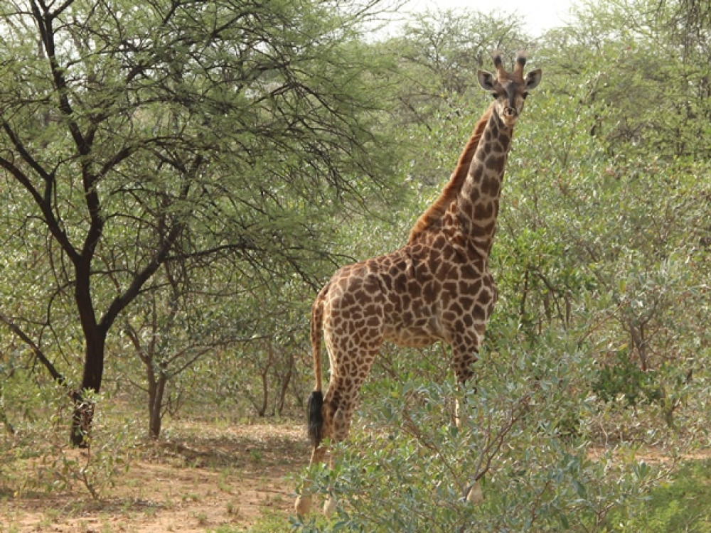 Afrique du Sud