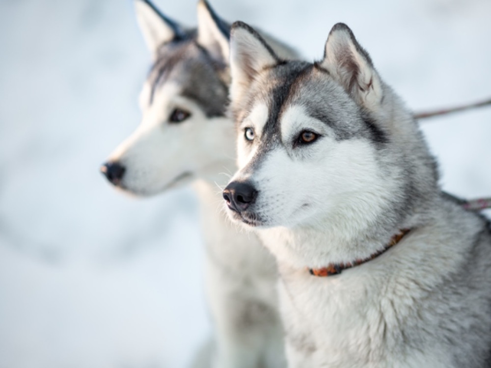 Huskies