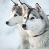 Image pour Randonnées en chien de traîneau