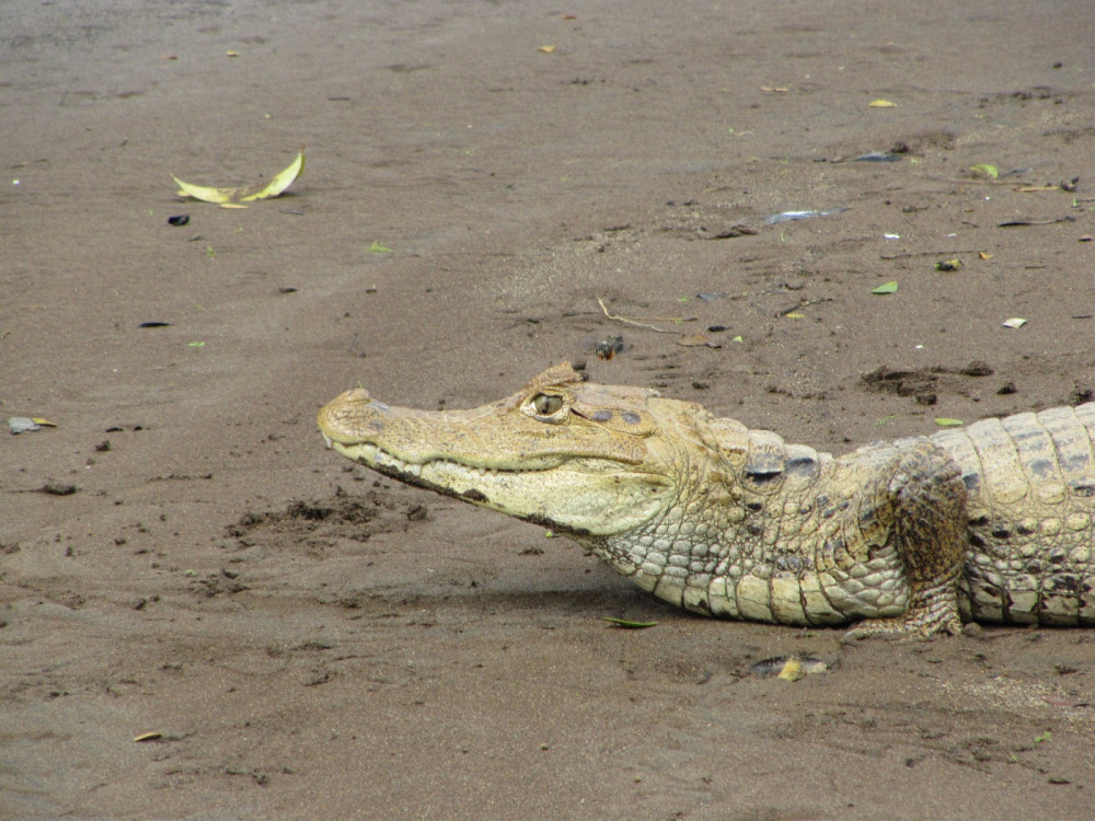 Caiman au Costa Rica