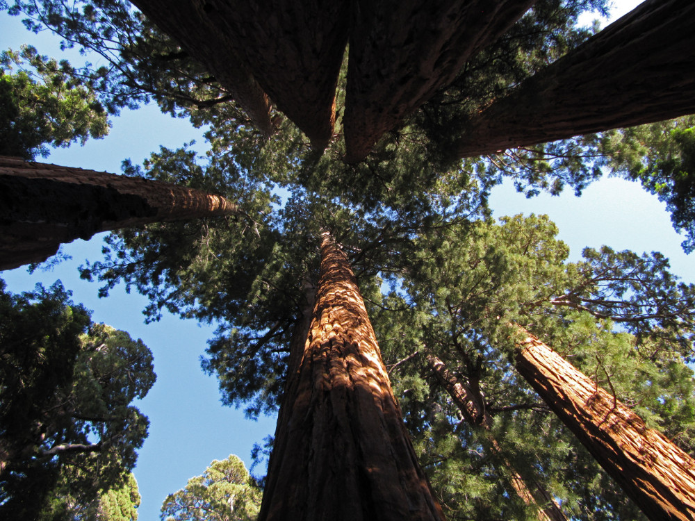 Sequoia, parc national