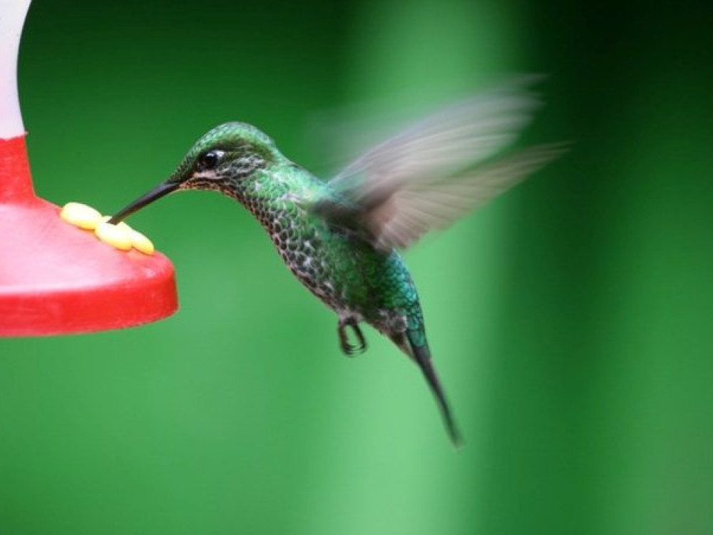 Colibri Costa Rica