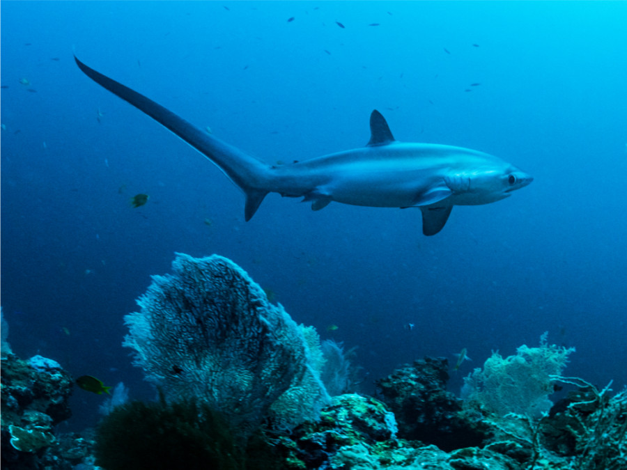 Requin-renard commun Requin-renard commun