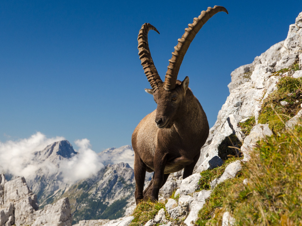 Bouquetin  des Alpes au park national de Triglav