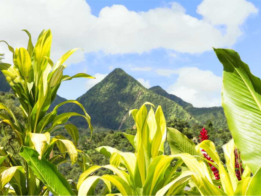 Martinique tropicale