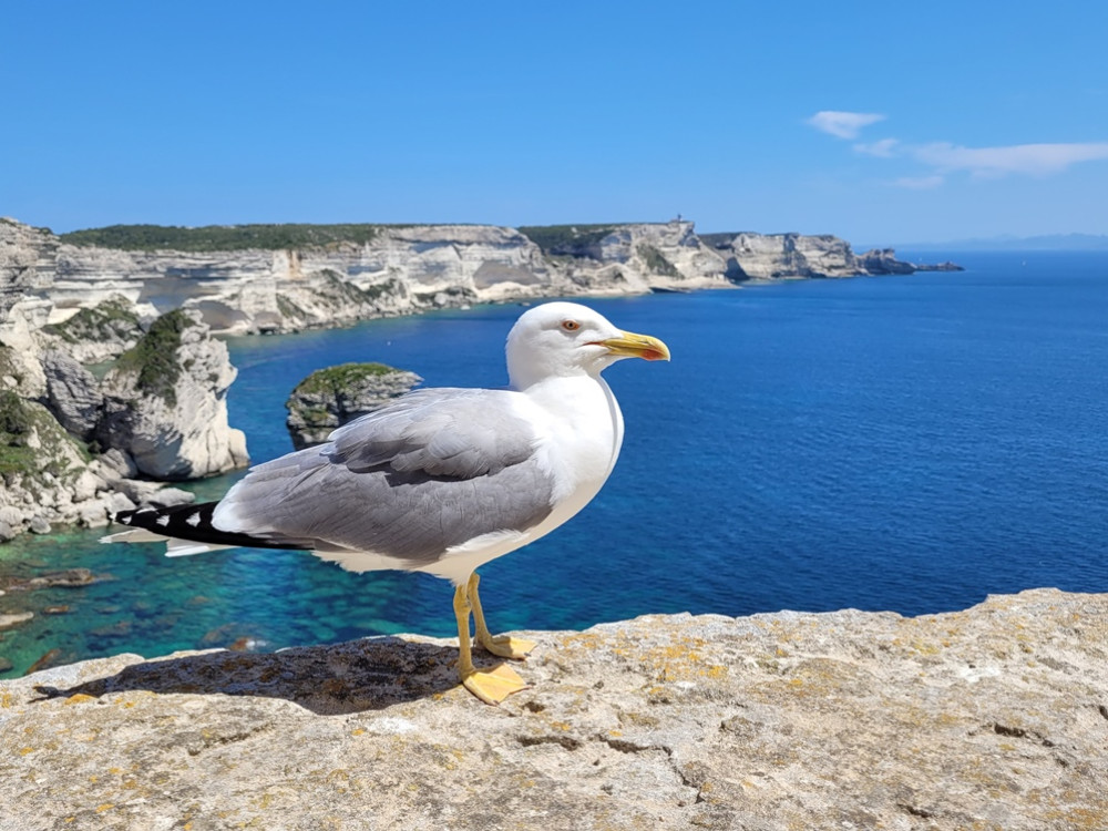 Vue depuis Bonifacio