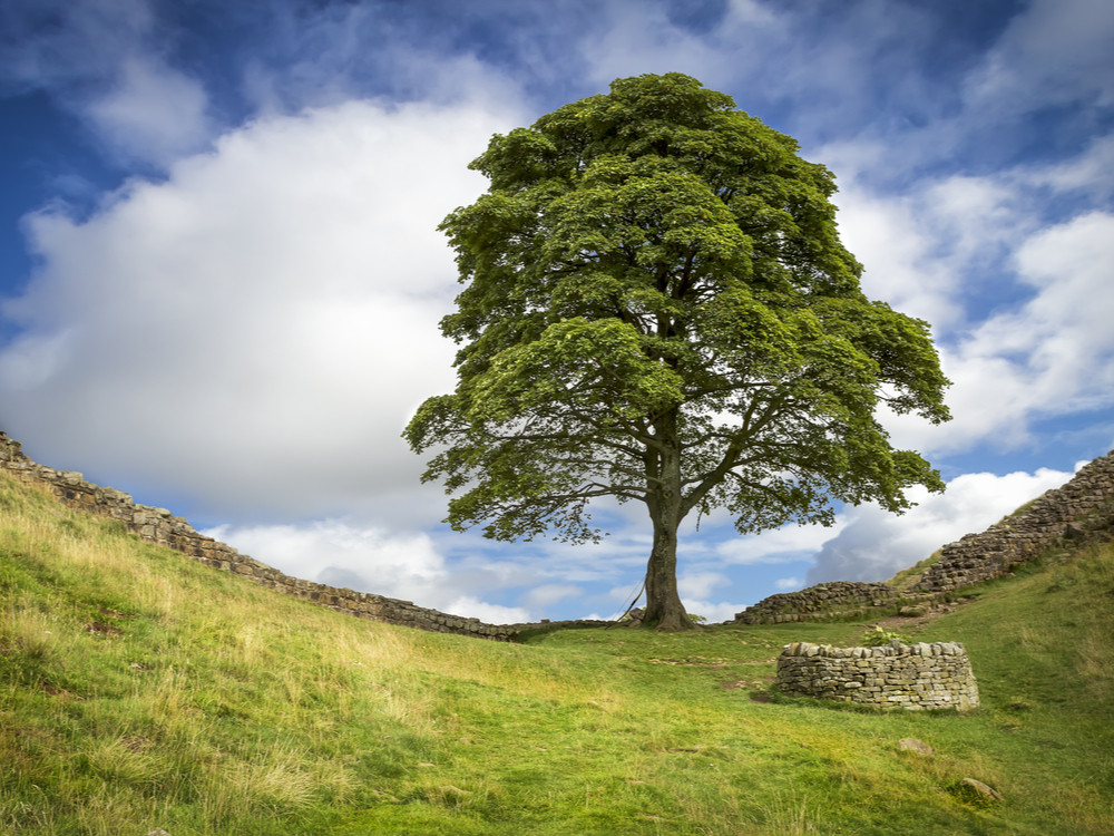 Sycamore Gap Tree - L'arbre a été abattu (vandalisme)