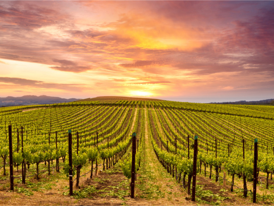Napa Valley Amérique Napa Valley Amérique