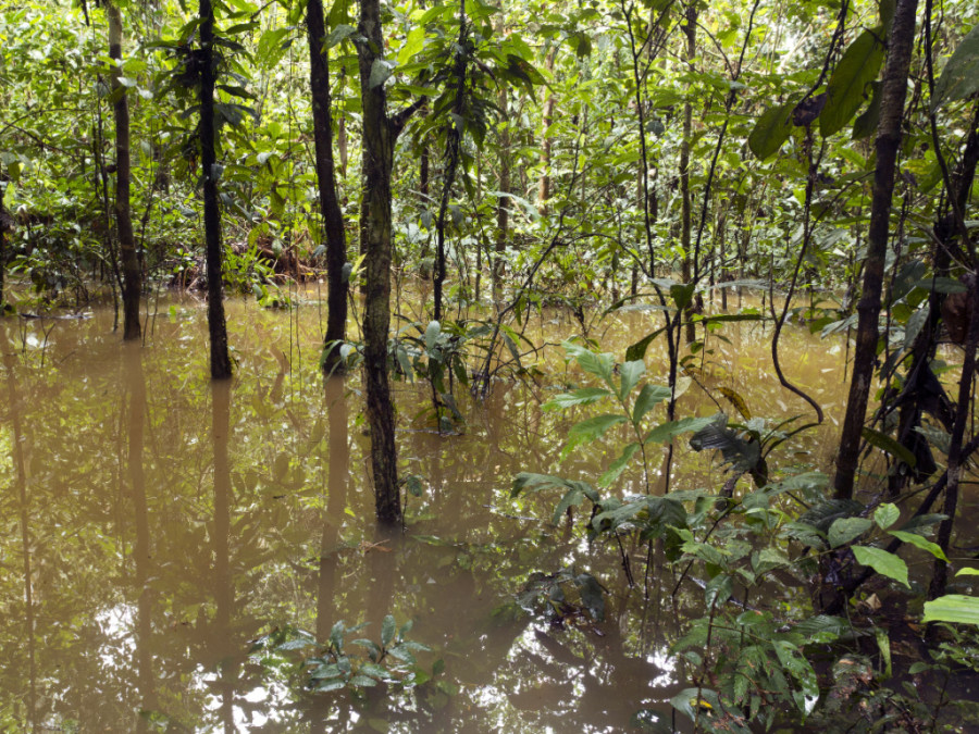 Forêt inondée en Amazonie