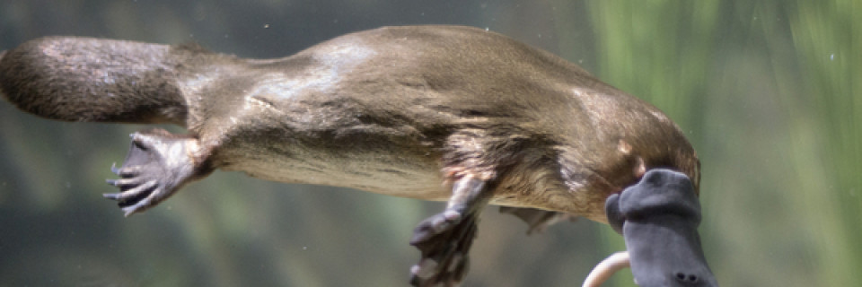 Top foto voor Animaux très spéciaux