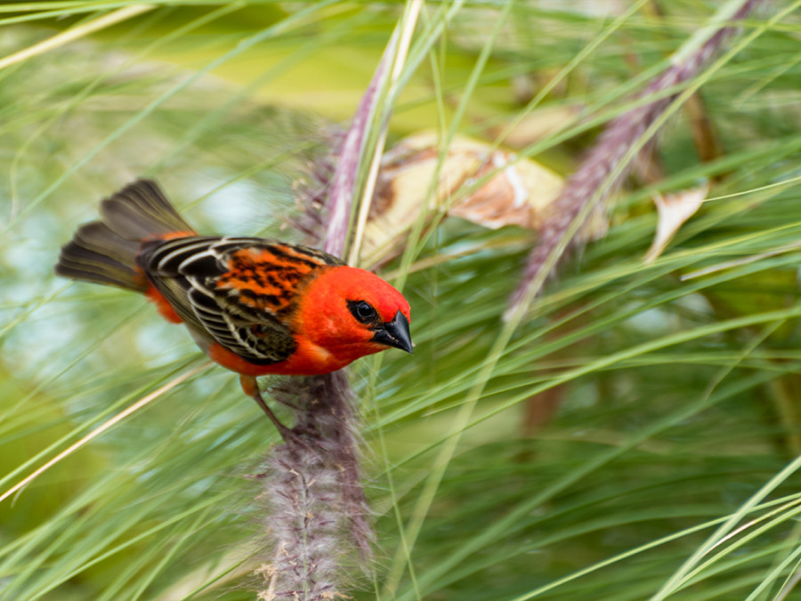La Réunion oiseau La Réunion oiseau