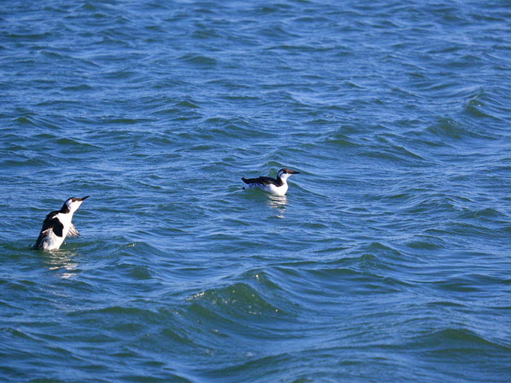 Guillemot de Troïl