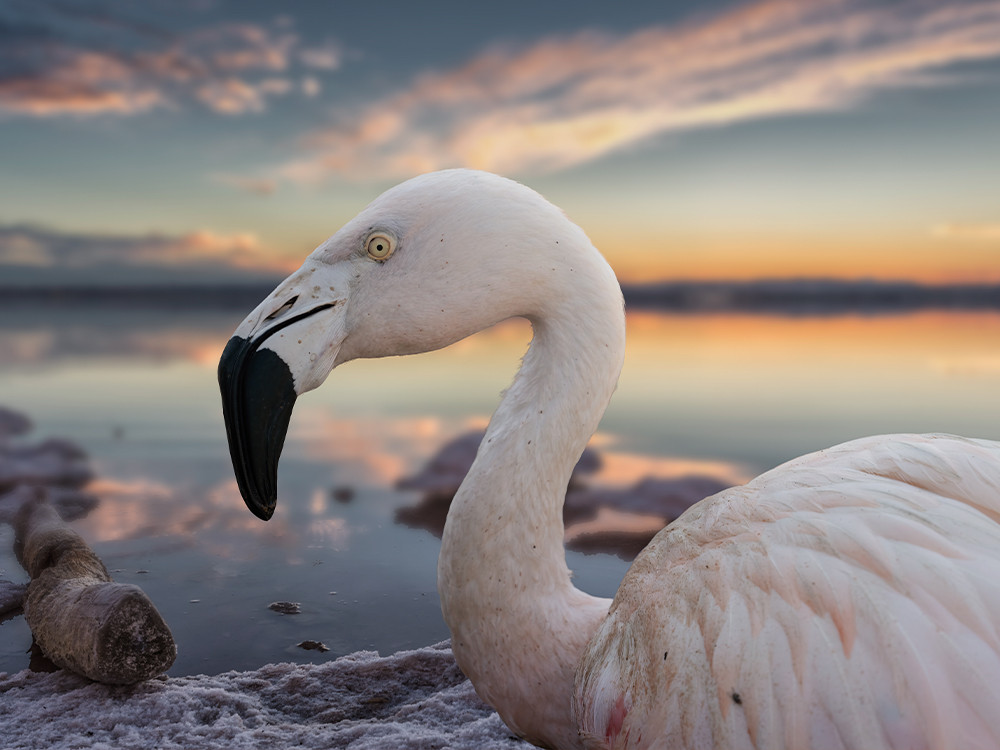 Alicante est une destination idéale pour observer les oiseaux