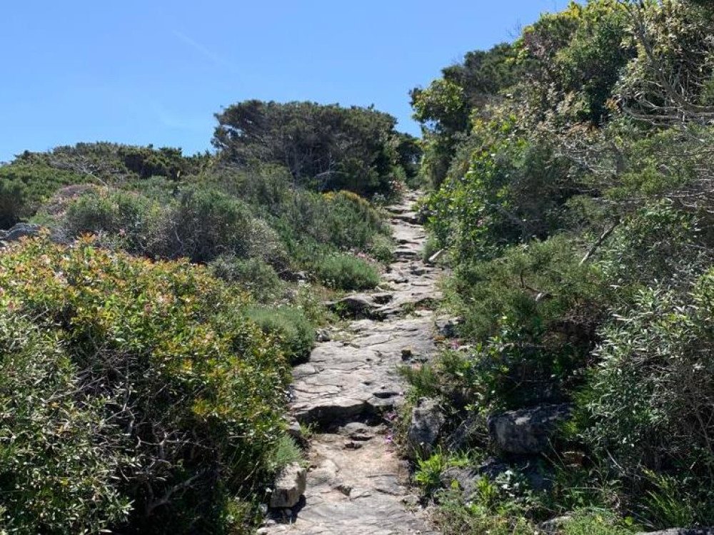 Sentier de randonnée à travers le maquis