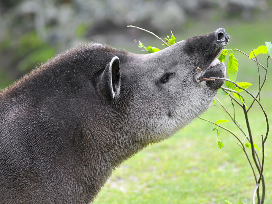 Nourriture d'un tapir