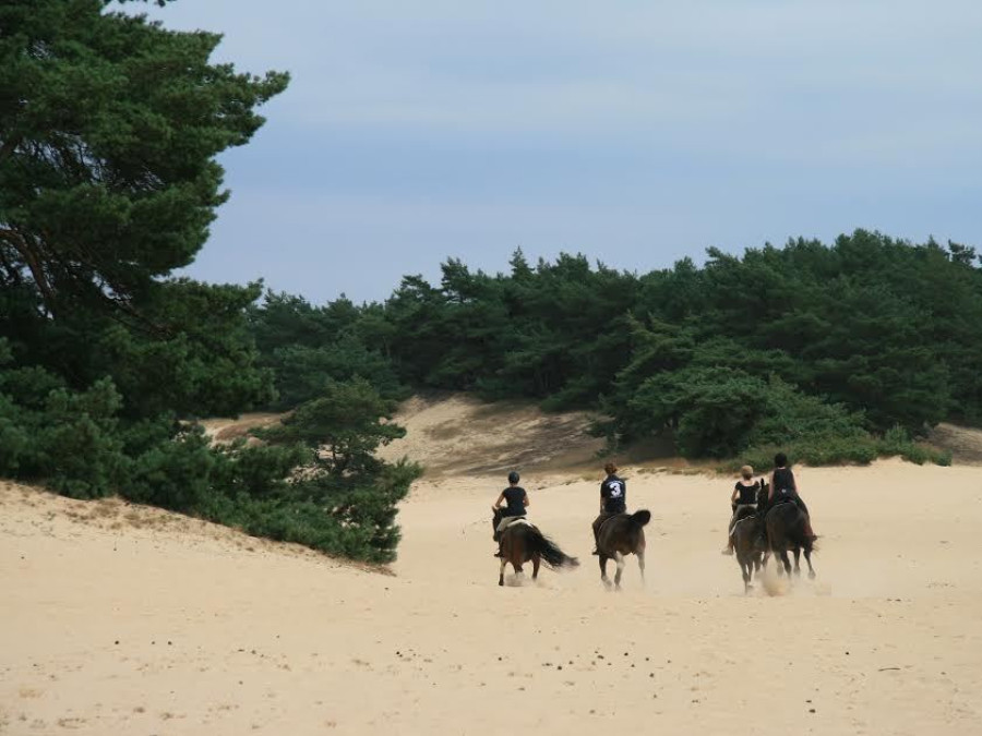 Dunes de sable dans la Veluwe