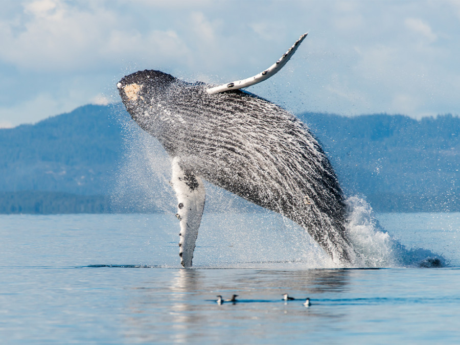 Safari Baleines Safari Baleines