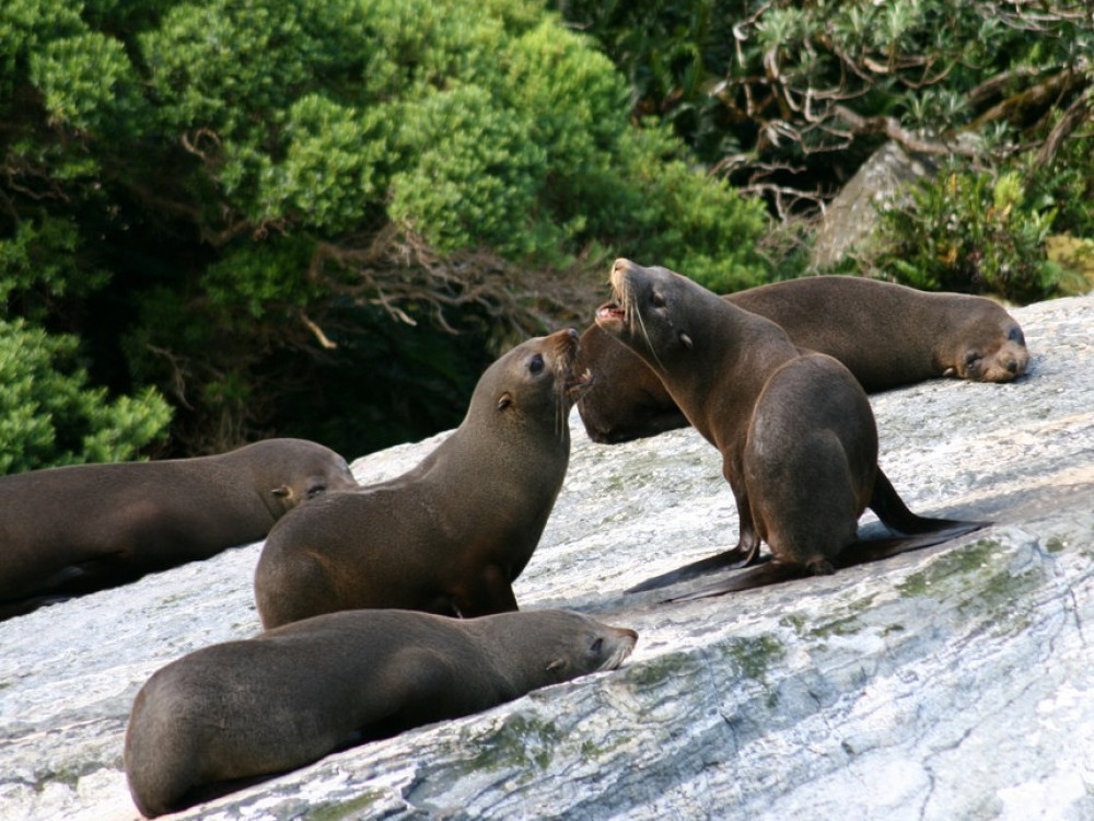 La faune de Milford Sound