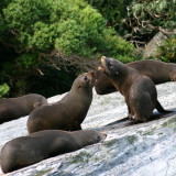 Image pour Les animaux en Nouvelle-Zélande