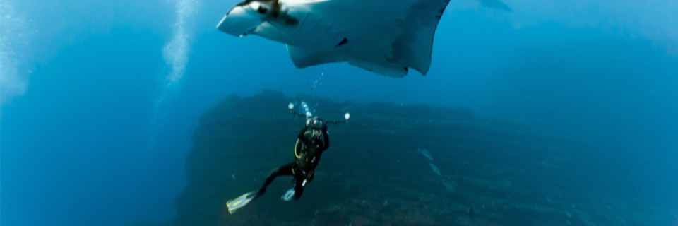 Top foto voor Animaux de mer