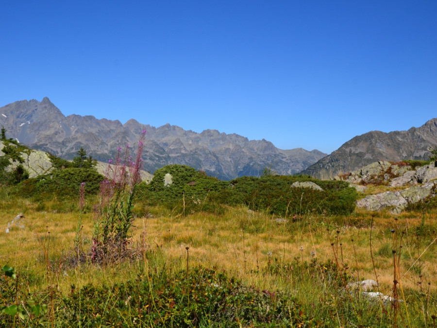 L'épilobe et la nature à Vaujany L'épilobe et la nature à Vaujany