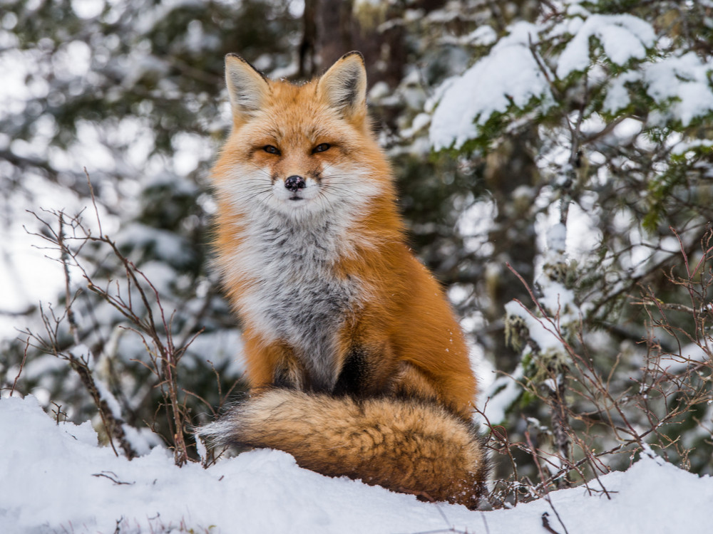 Petit renard