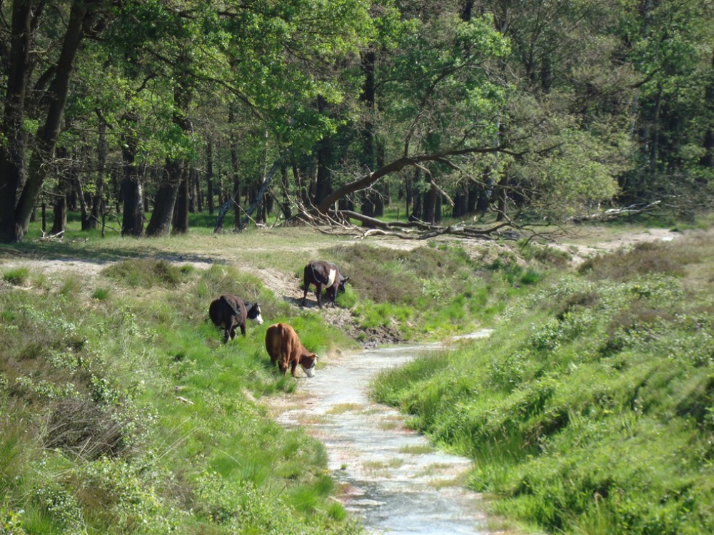 Chemin de randonnée Wodan à Wolfheze