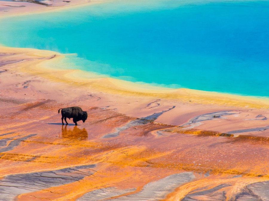 Les animaux de Yellowstone Les animaux de Yellowstone