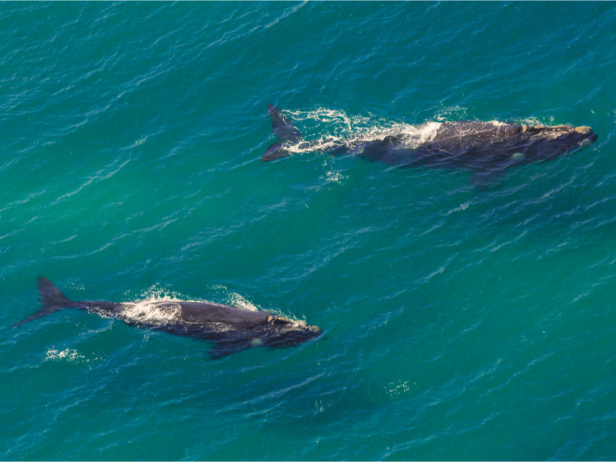 Les baleines près du Cap Les baleines près du Cap