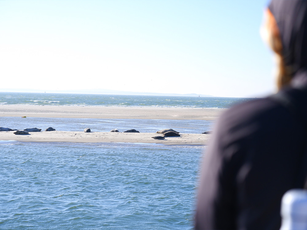 Observation des phoques à Terschelling