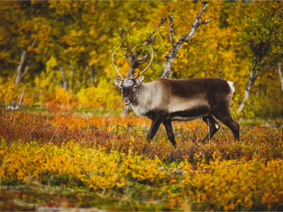 Animaux en Scandinavie